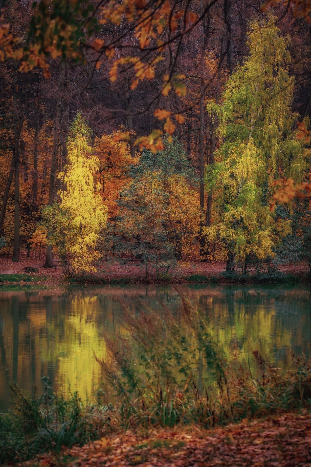 золотаяосень, осень, autumn, goldautumn, природа, nature, landscape, пейзаж, лес, forest, пруд, отражение, Julia Kaissa