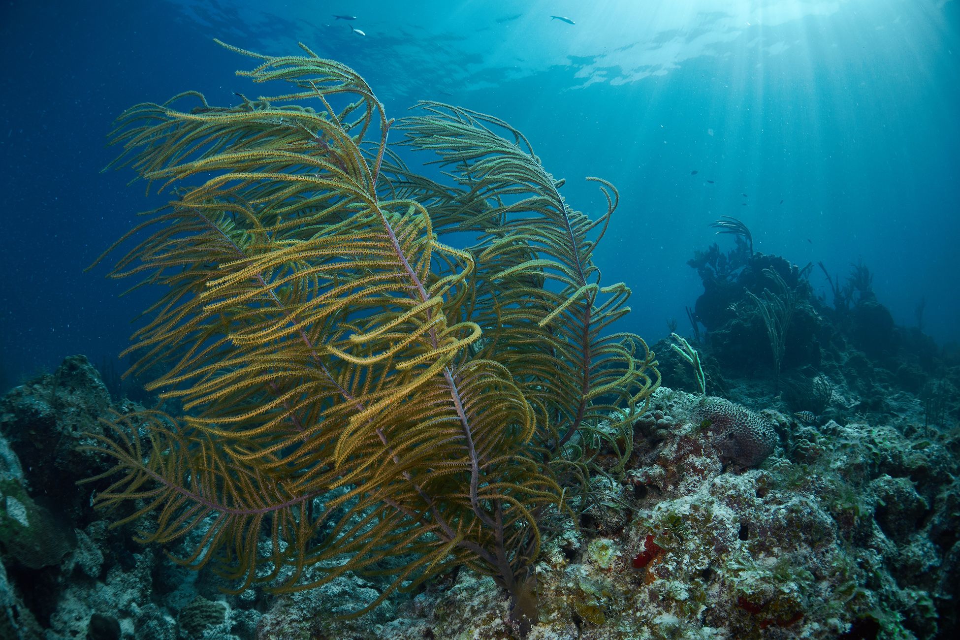 кораллы, коралловый риф, море, дайвинг, подводная фотосъемка, куба., PAVEL PEREPECHAEV