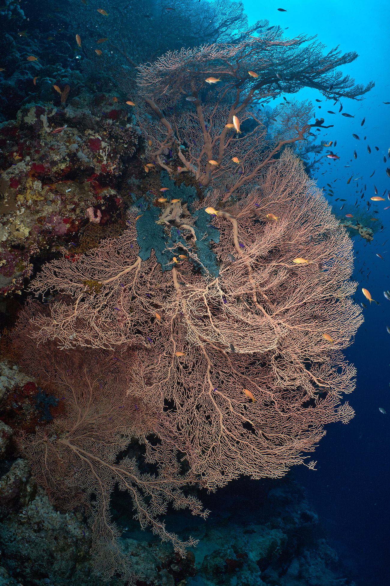 кораллы, коралловый риф, море, дайвинг, подводная фотосъемка, дайвер, горгонария, тропические рыбки., PAVEL PEREPECHAEV