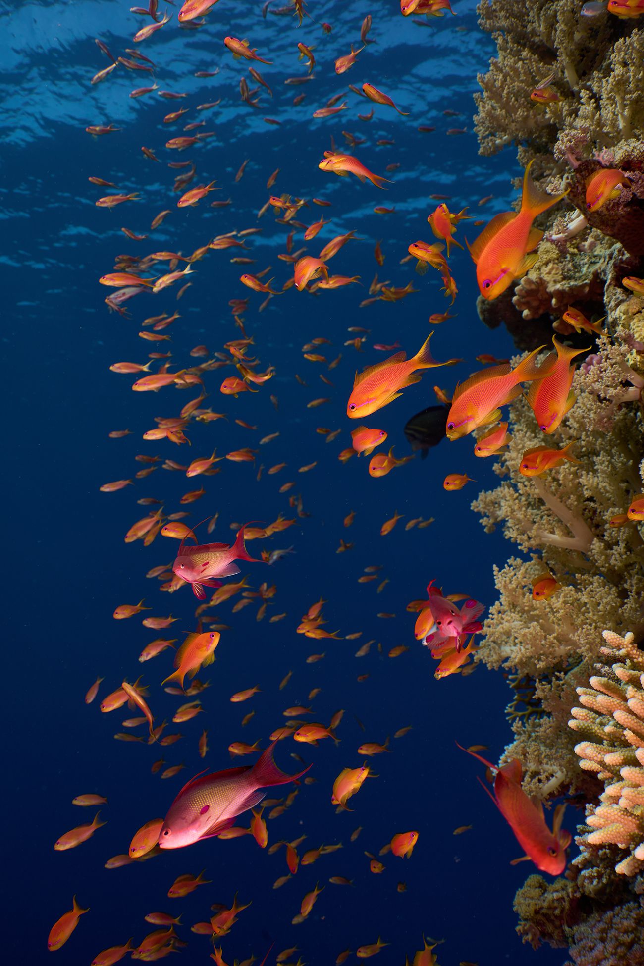 кораллы, коралловый риф, море, дайвинг, подводная фотосъемка, горгонария, тропические рыбки., PAVEL PEREPECHAEV