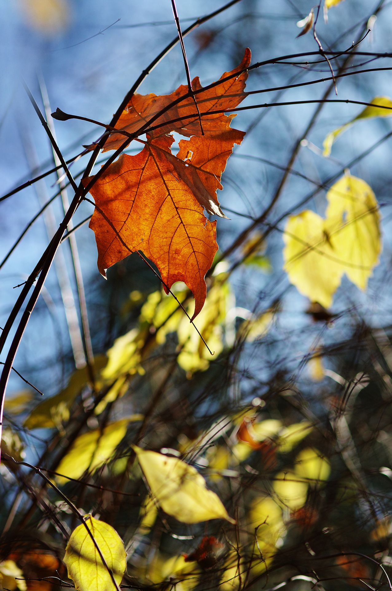 autumn, color, colors, color image, nature, leaf, leaves, outdoor, photograph, photography,, Dr Didi Baev