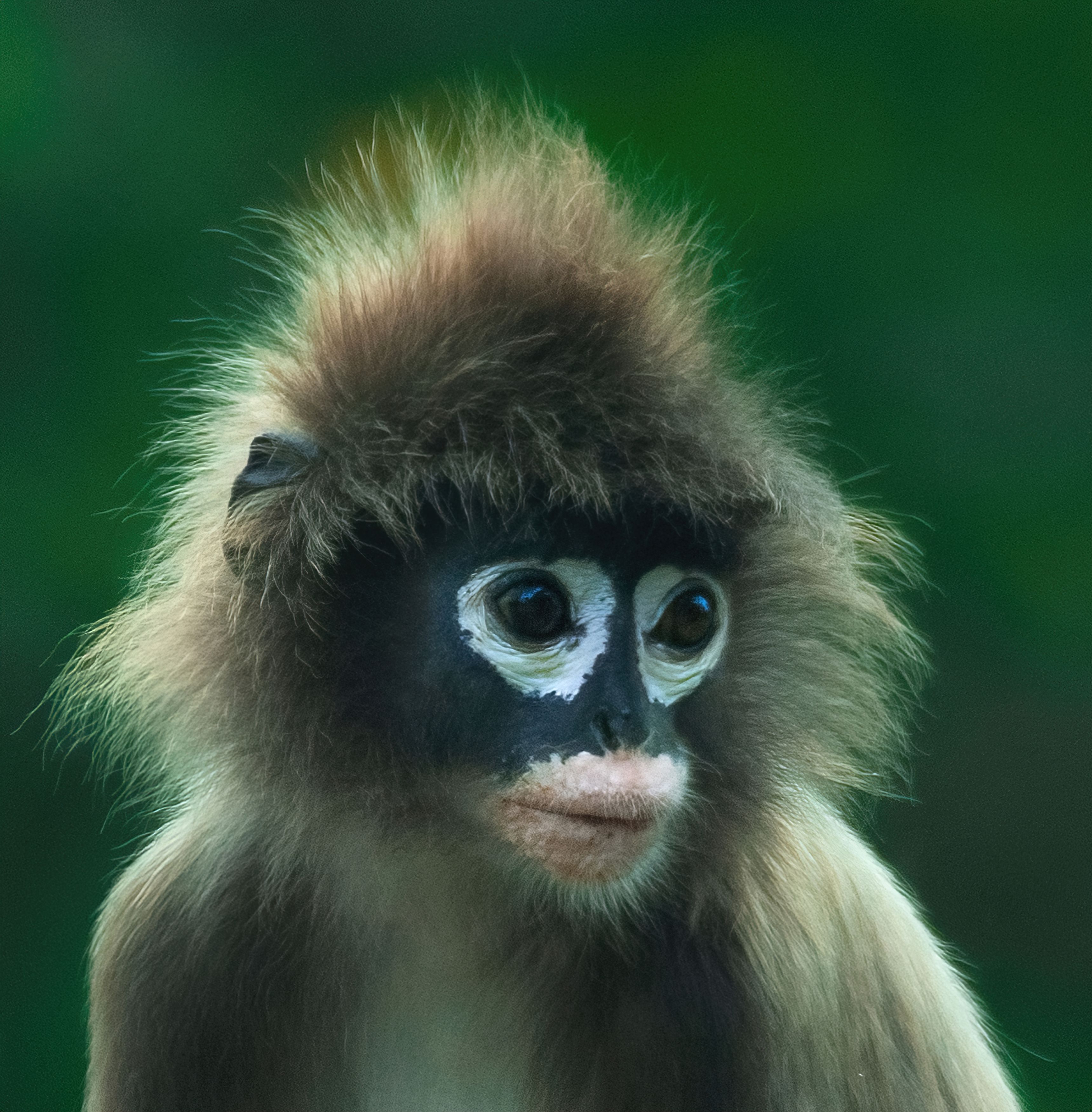 #primates #langur #wildlife #portrait #indianwildlite #endangered, Madhurya Mozumder