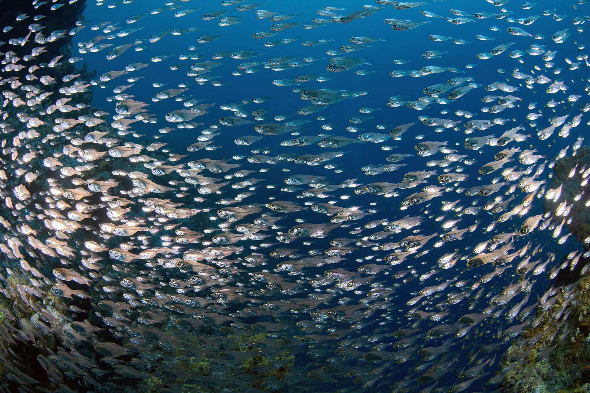кораллы, коралловый риф, море, дайвинг, подводная фотосъемка, тропические рыбки, PAVEL PEREPECHAEV