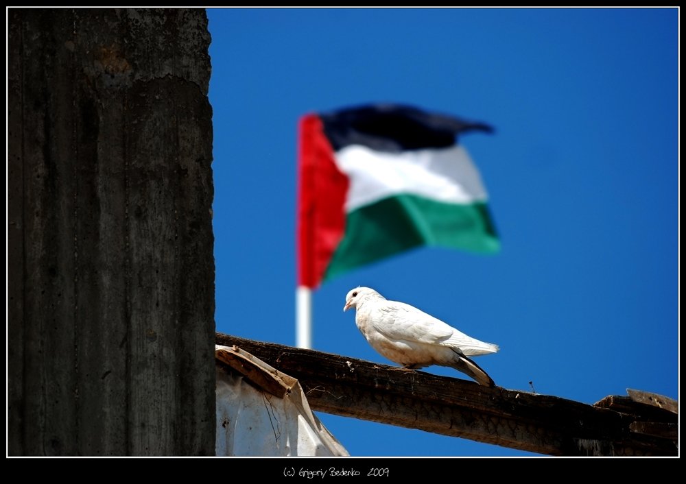 палестина, сектор газа, развалины, голубь, флаг, Григорий Беденко