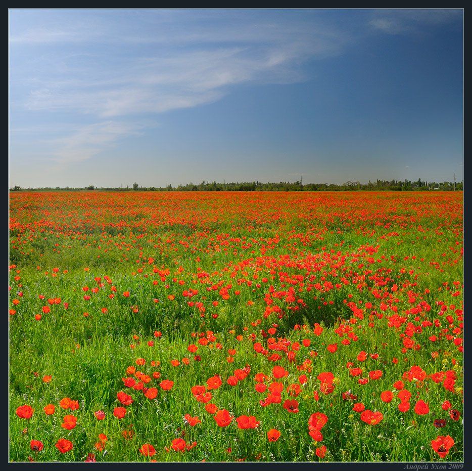 весна,поле,цветы,маки, Андрей Ухов