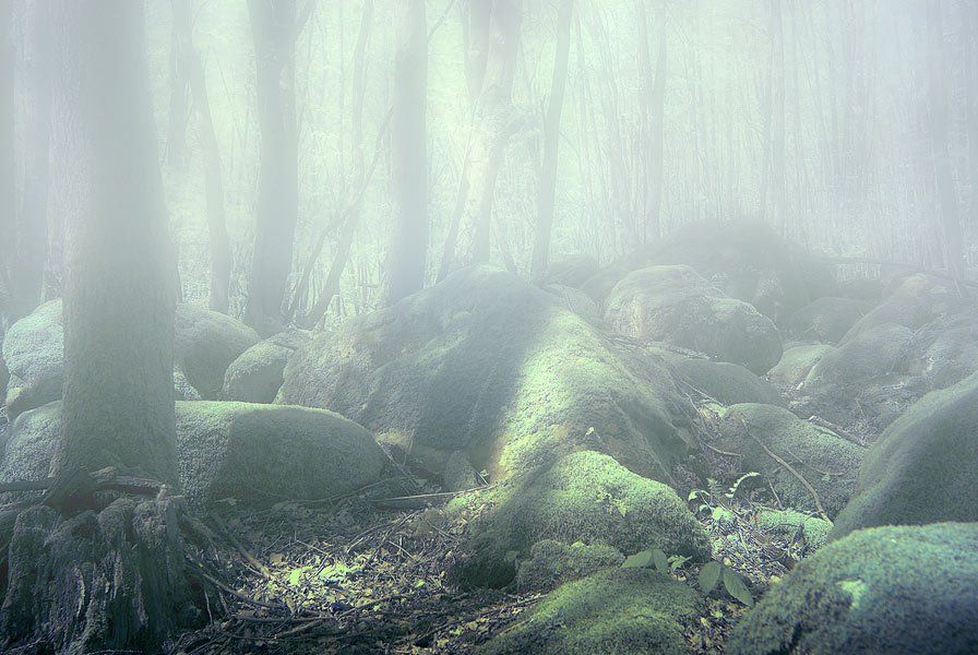 лес,туман,мох, Сергей Павлов