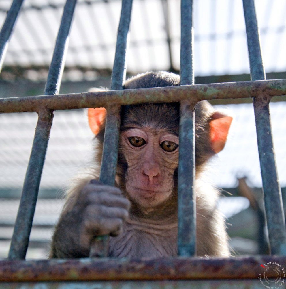 обезьянка, клетка, зоопарк, грустные глаза, Артём Саватеев