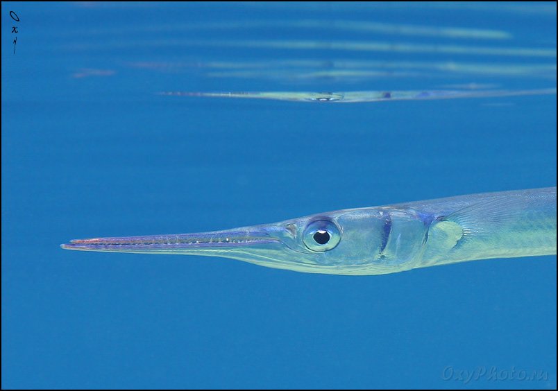 dahab, gulf akaba, red sea, tylosurus choram, дахаб, залив акаба, кораллы, красное море, море, подводная съемка, подводное фото, подводный мир, рыбы, сарган красноморский,, Оксана Борц