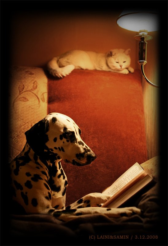 собака, кошка, книга, Laini