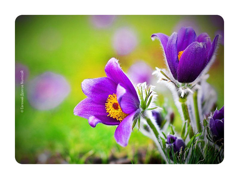 весна, цветы, зелень, тепло, закат, Евгений Долгов NumicoR