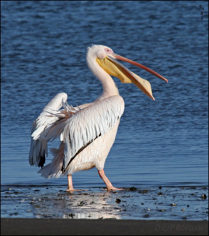 пеликан розовый, вэлвис бэй, намибия, африка, pelecanus onocrotalus, walvis bay, namibia, africa, Оксана Борц