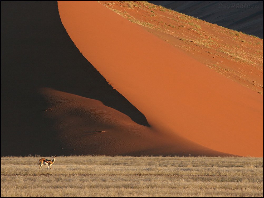 дюны, соссусвлеи, пустыня намиб, намибия, африка, dunes, sossusvlei, namib desert, namibia, спрингбок, antidorcas marsupialis, Оксана Борц