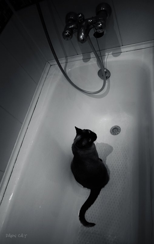 кошка, отключение, воды, ванна, кран, Darn Cat