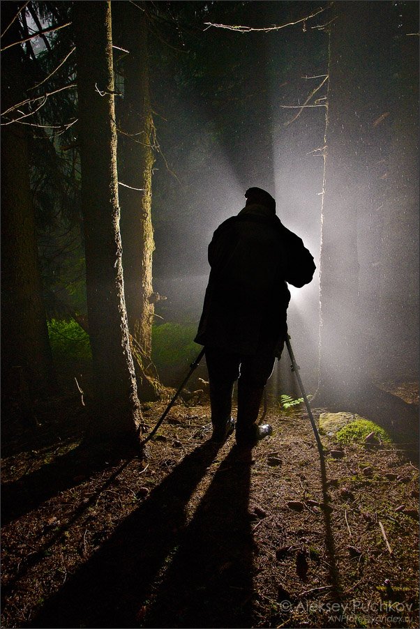 лес, дождь, фотограф, туман, вспышка, Алексей Пучков