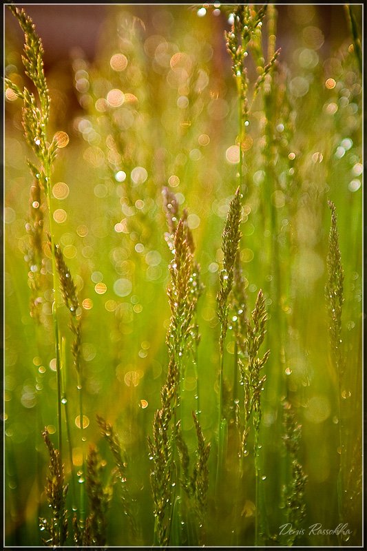 вечер, трава, дождь, Денис Рассоха