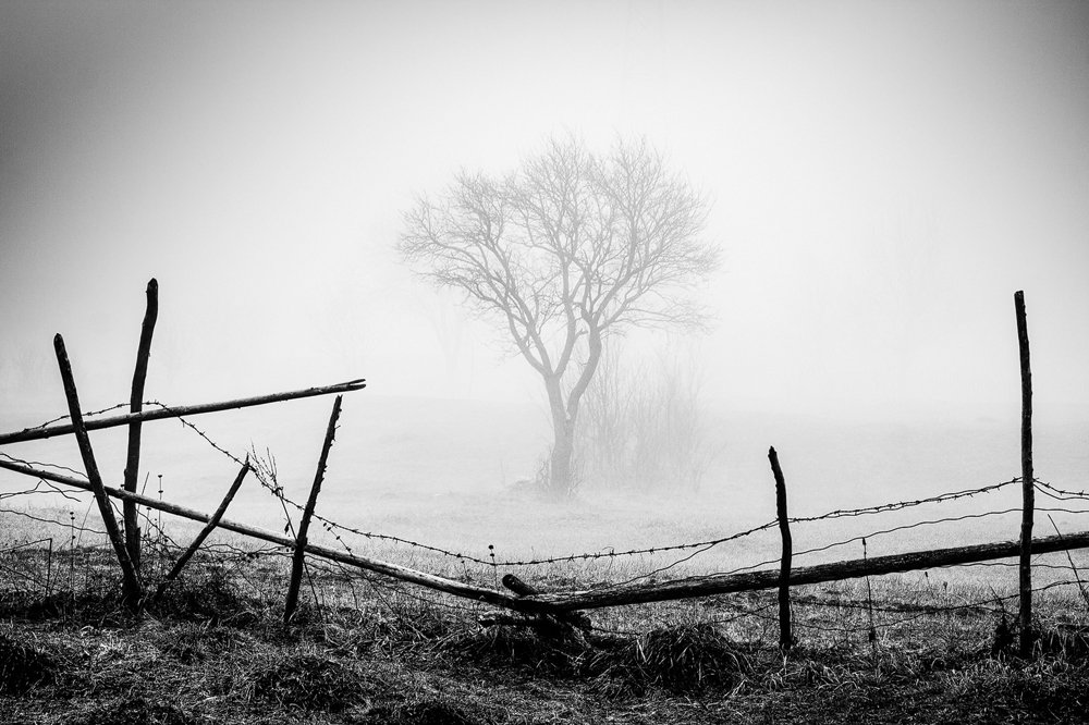 Black and white, Mist, Mood, Nature, Tree, Serban Bogdan