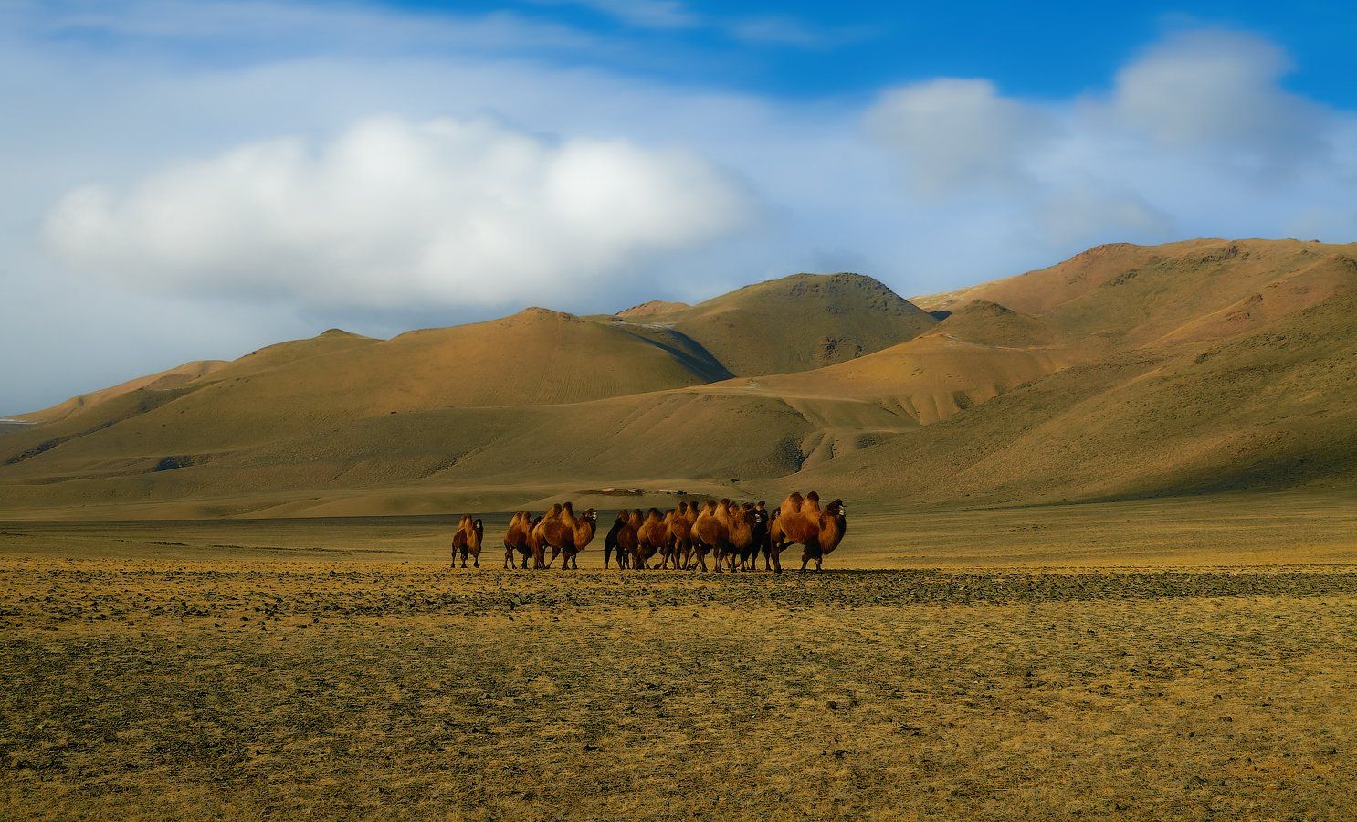 Camels, Caravan, Верблюды, Животные, Караван, holod
