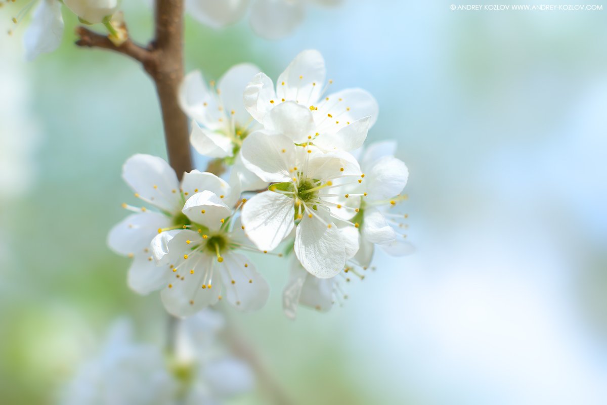 Blossom, Blue, Cherry, Flowers, Garden, Nature, Sakura, Андрей Козлов