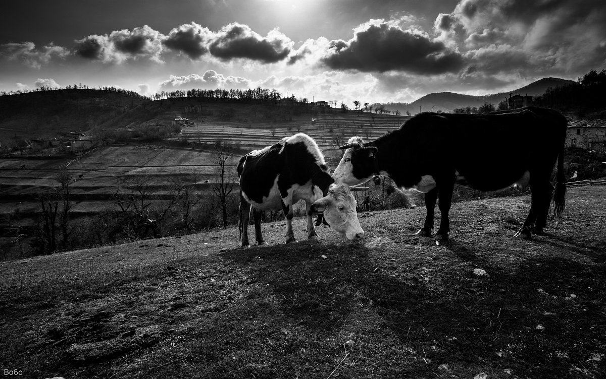 Animals, Black and white, Clouds, Cows, Field, Landscape, Love, Nature, Village, Boris Preslavski