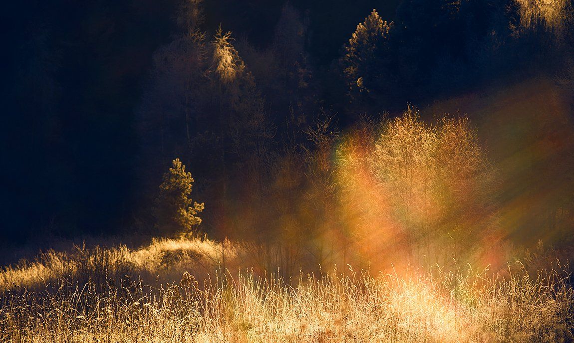 forest, hoarfrost, light, rays, winter, зима, иней, лес, лучи, поток, свет, Анна Кудрявцева