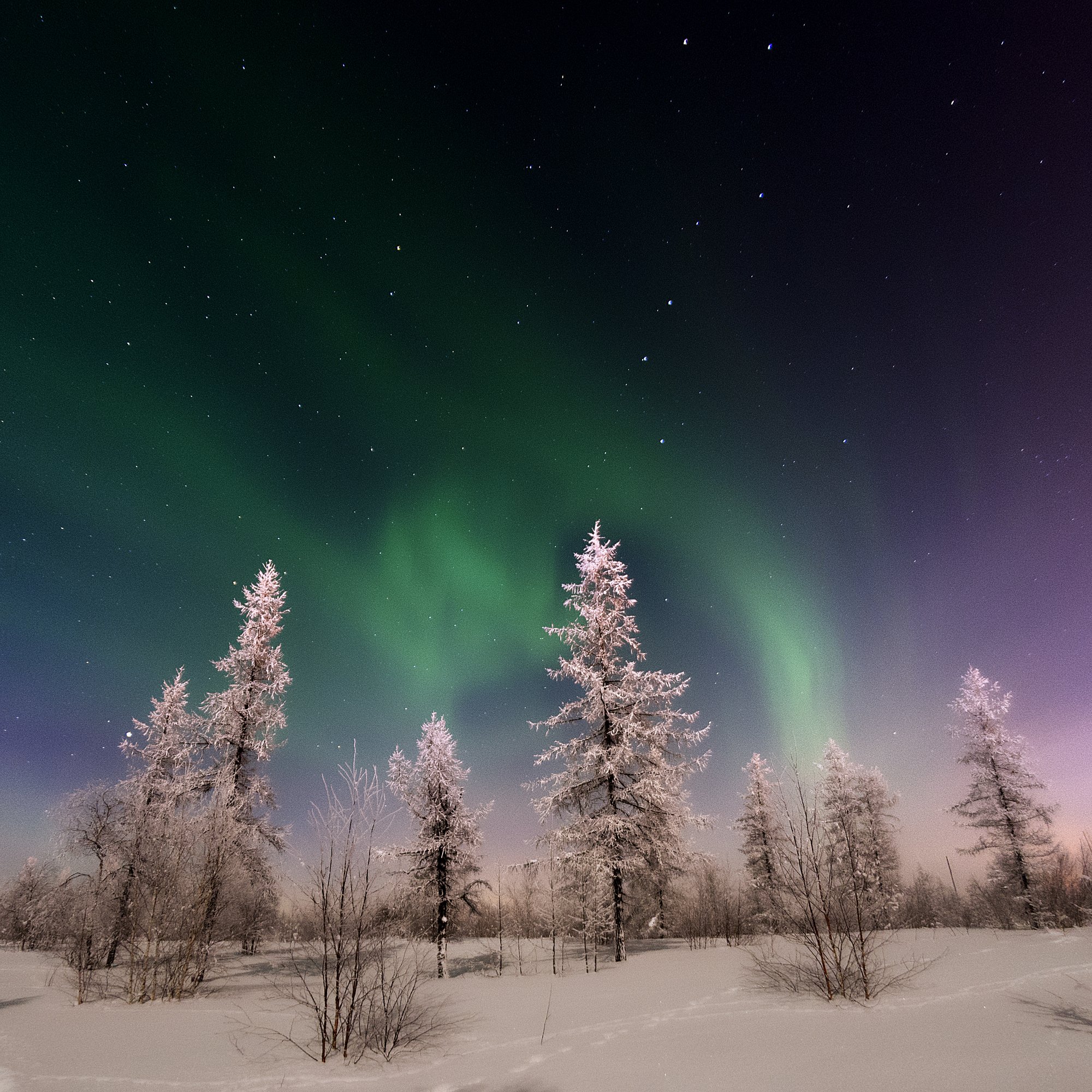aurora, aurora borealis, зима, лес, новыйуренгой, северноесияние, сибирь, тундра, уренгой, ямал, Камиль Нуреев