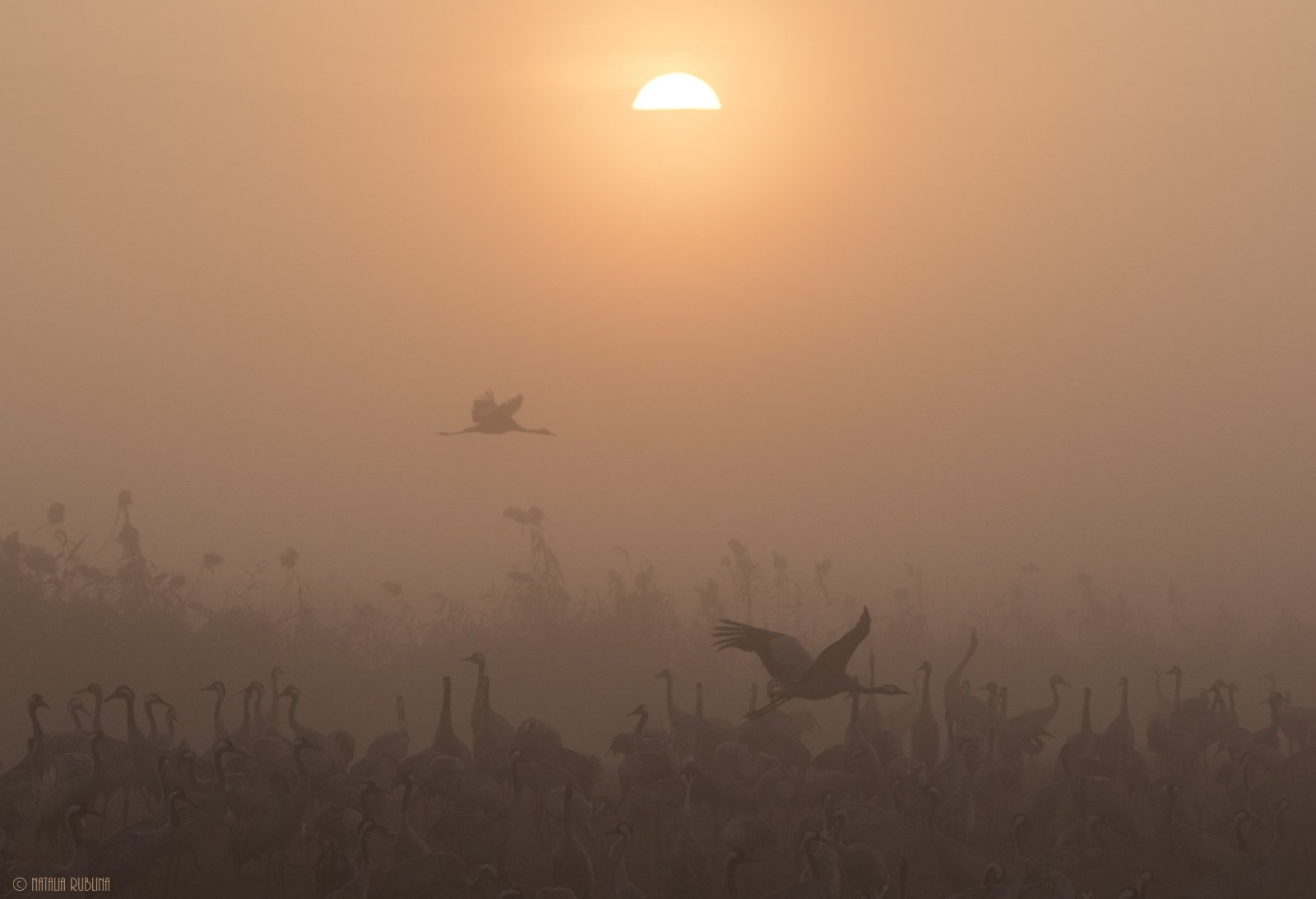 birds, nature, sunrise, восход, журавли, заповедник, природа, птицы, рассвет, розовый туман, туман, утро, Наталья Рублина