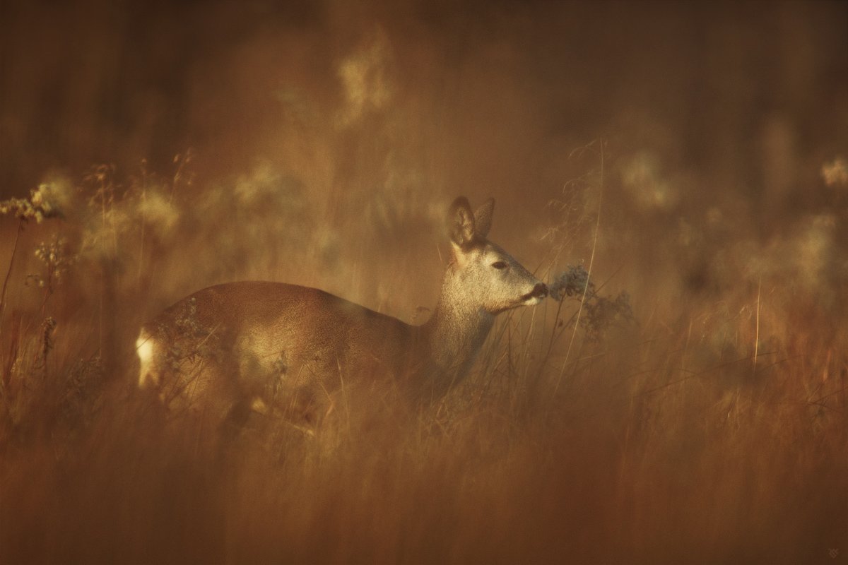 Nature, Roe-deer, Wildlife, Wojciech Grzanka
