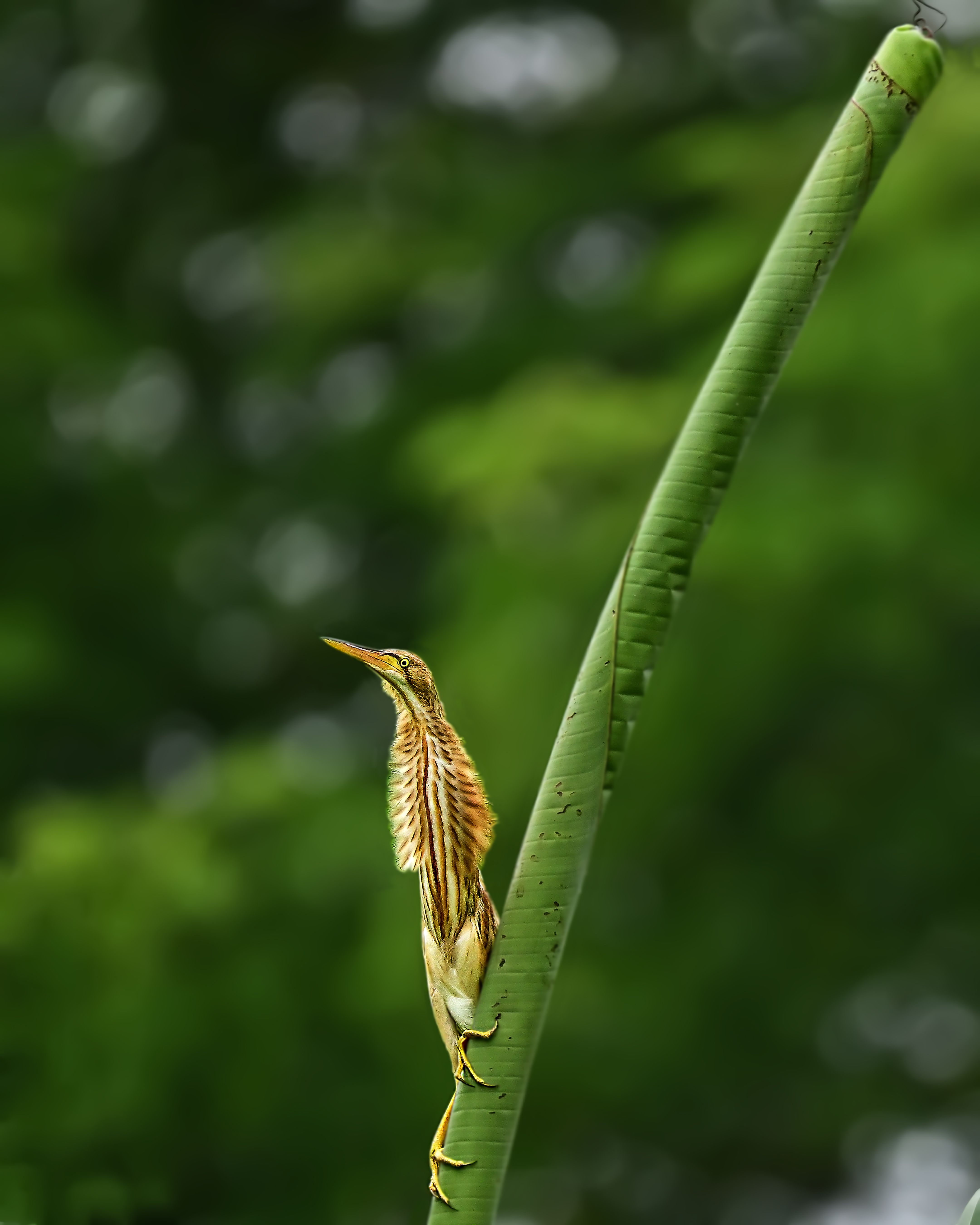 wildlife,animal,bird,birds,green,bittren, Pinaki Ghosh