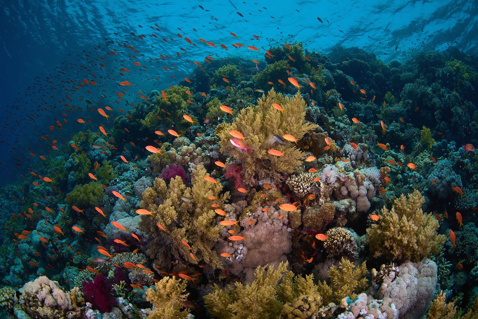 кораллы, коралловый риф, море, дайвинг, подводная фотосъемка, тропические рыбки, PAVEL PEREPECHAEV