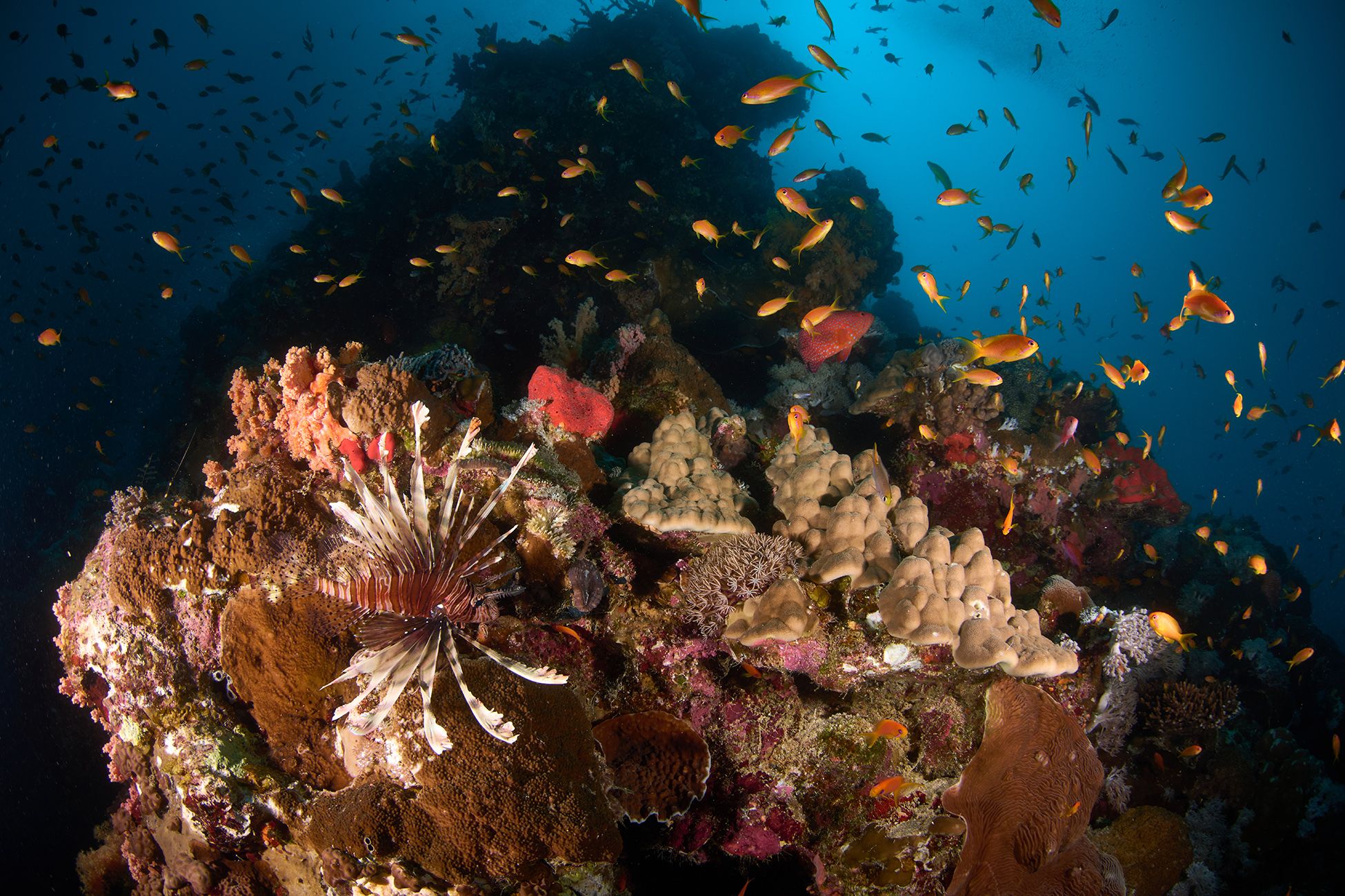 кораллы, коралловый риф, море, дайвинг, подводная фотосъемка, дайвер, тропические рыбки., PAVEL PEREPECHAEV