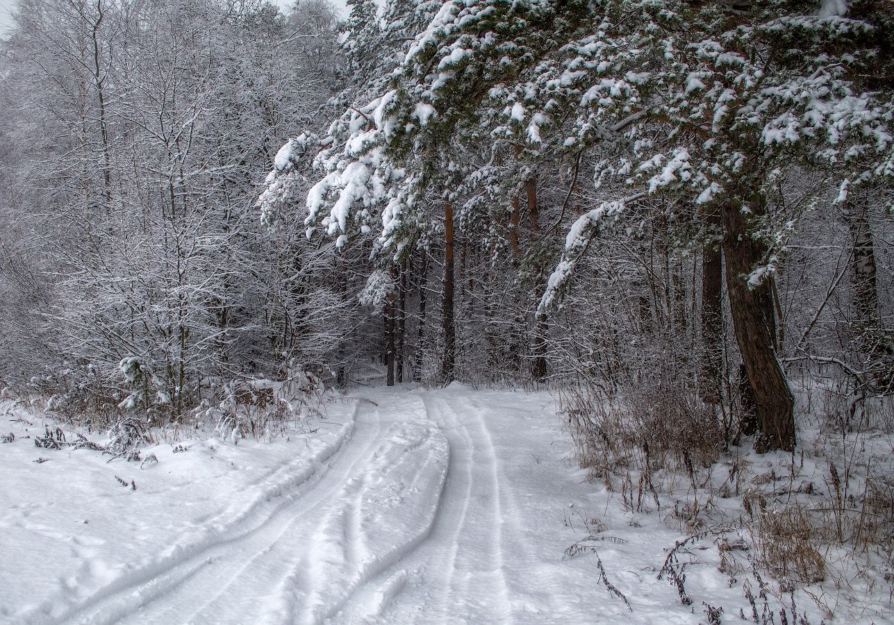 зима, лес, снег,, Сергей Шабуневич