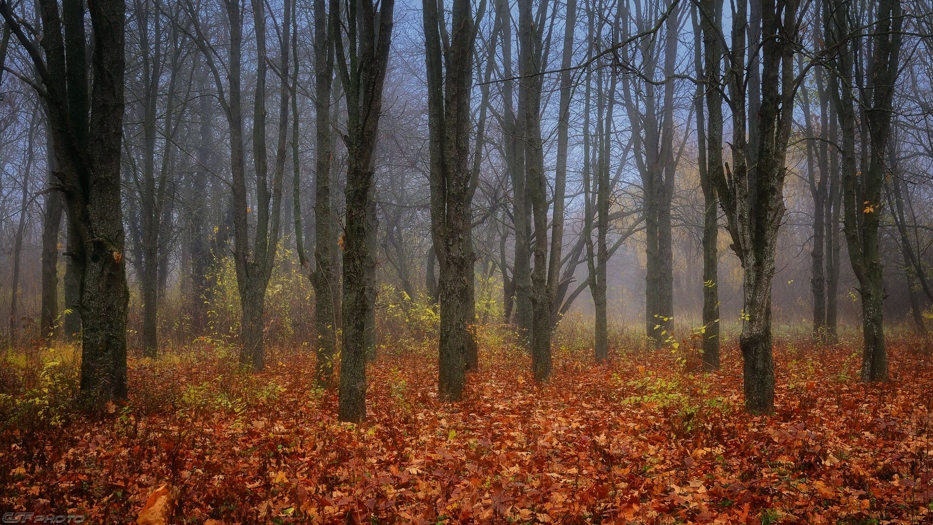 природа пейзаж осень лес туман сумерки, Serj Master