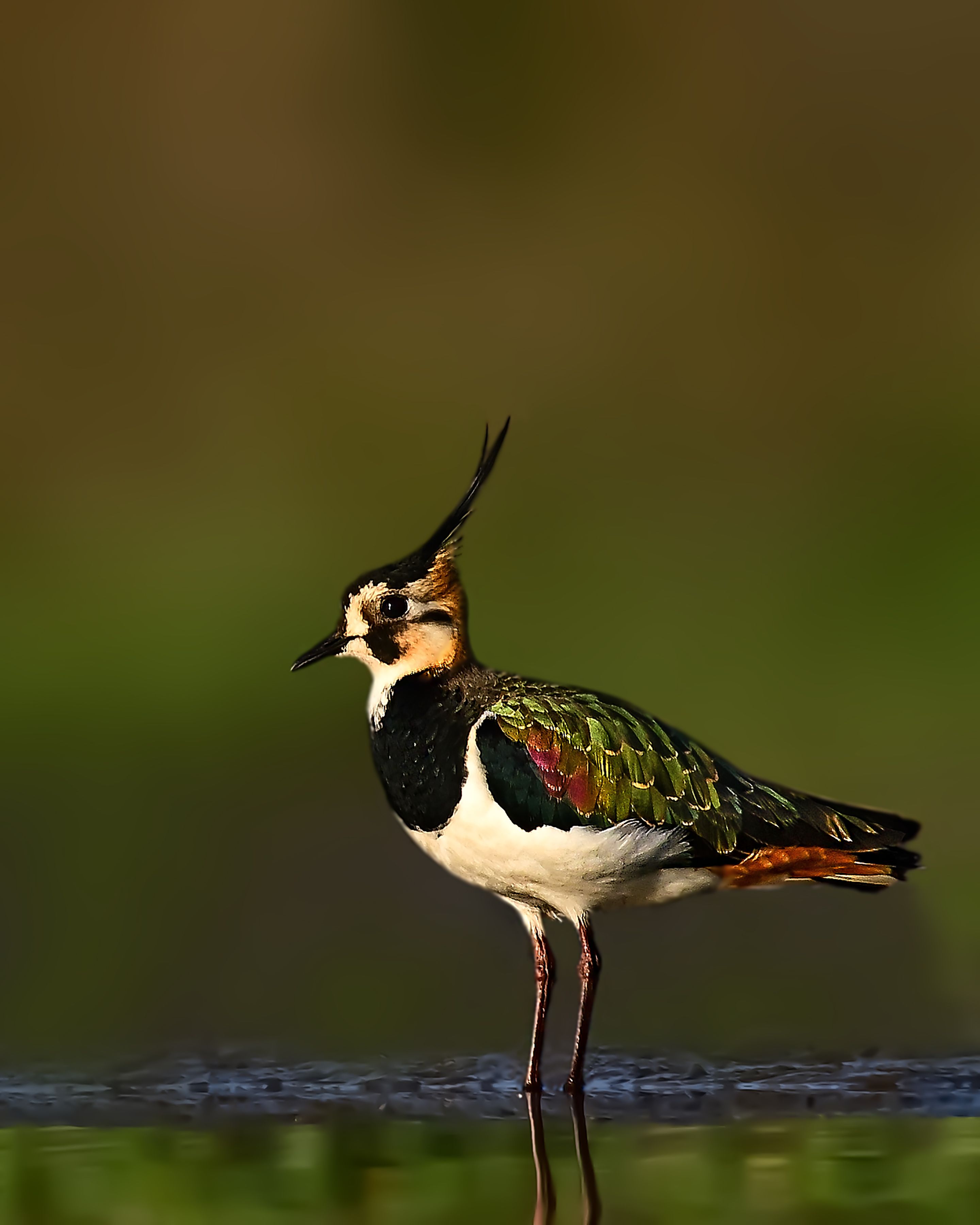 wildlife,animal.bird.birds,water,color,Northern lapwing, Pinaki Ghosh