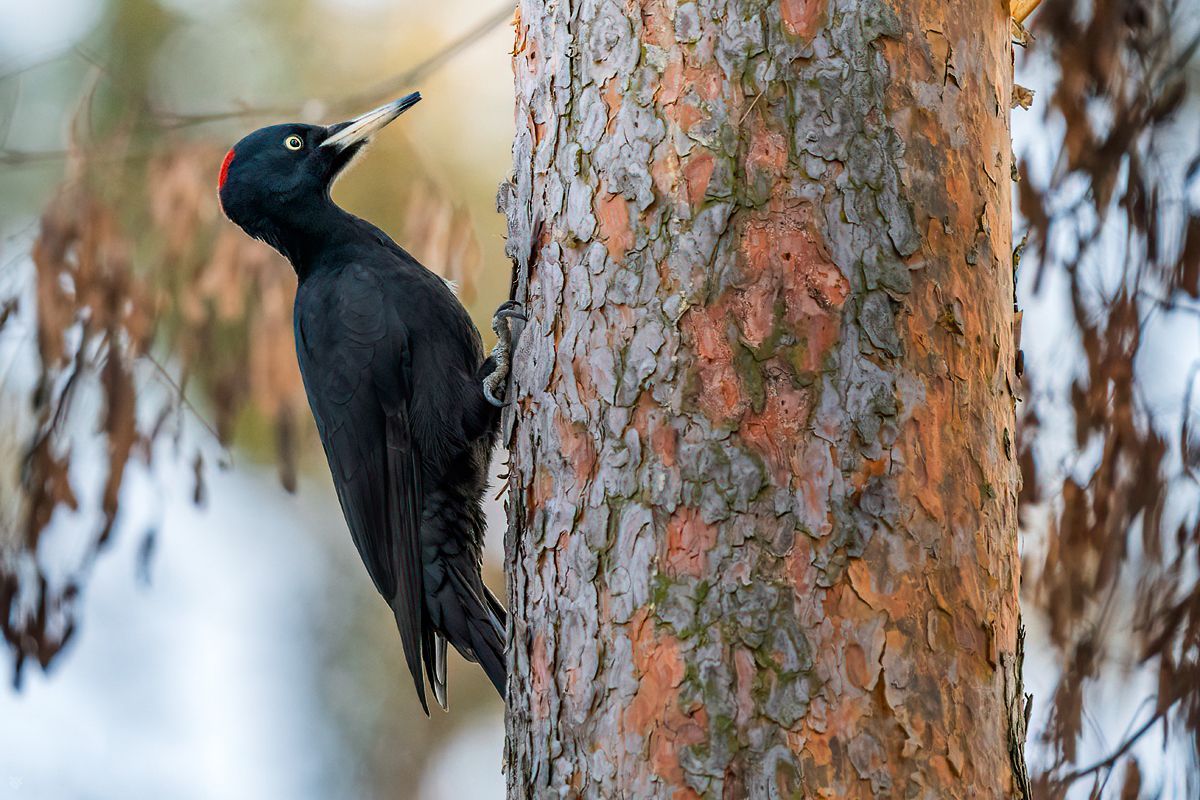 wildlife, bird, nature, wood, forest, birdwatching, Wojciech Grzanka