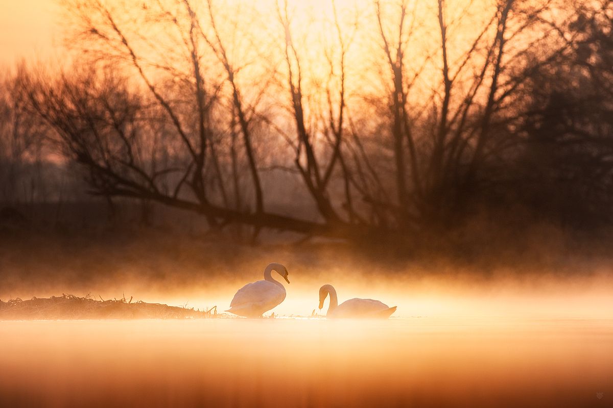 swan, birds, wildlife, lake, morning, Wojciech Grzanka