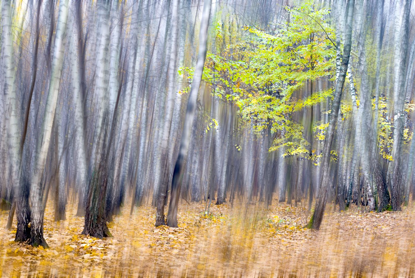 осень, лес, берёзы, Виктор Климкин