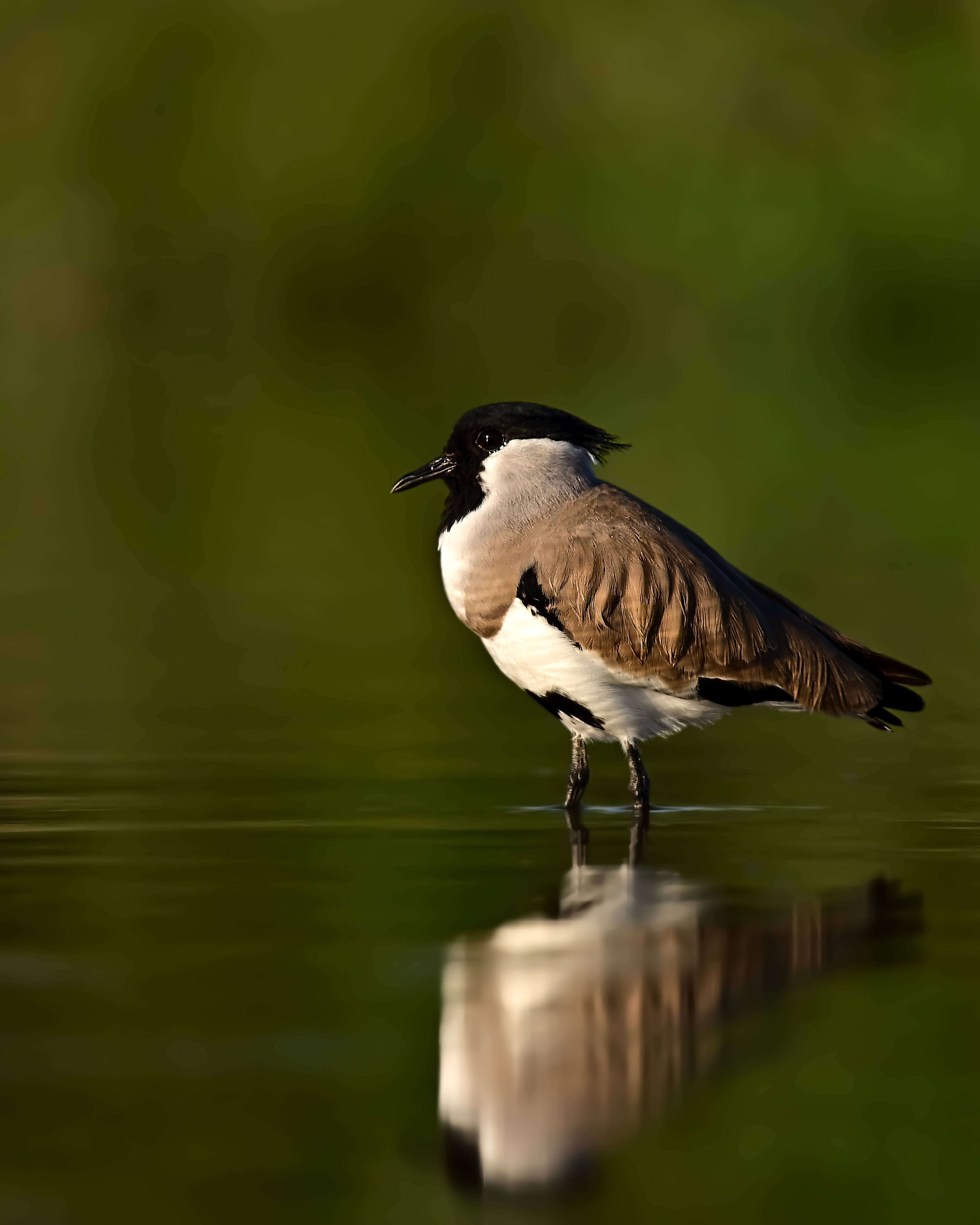 wildlife,animals,birds,bird,nature,River lapwing, Pinaki Ghosh