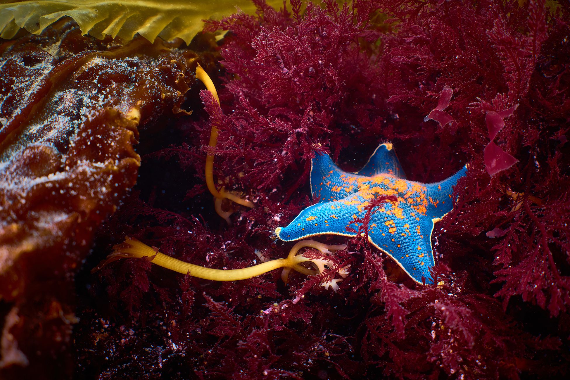охотское море, дайвинг, подводная фотосъемка, водоросли, морская звезда., PAVEL PEREPECHAEV