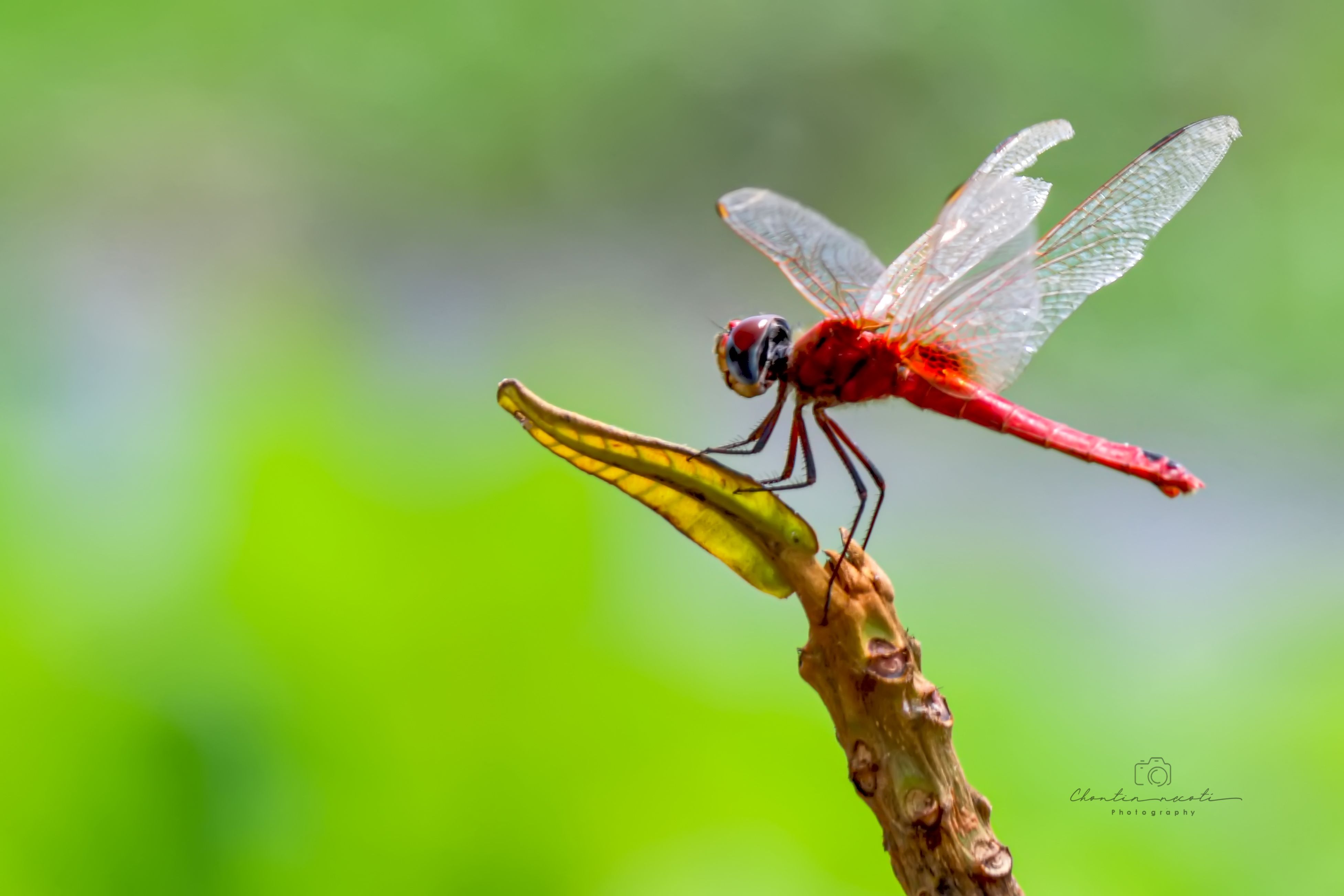 dragonfly, sunny, garden, insect, beauty, beautiful, fly, red, green, small, macro, NeCoTi ChonTin