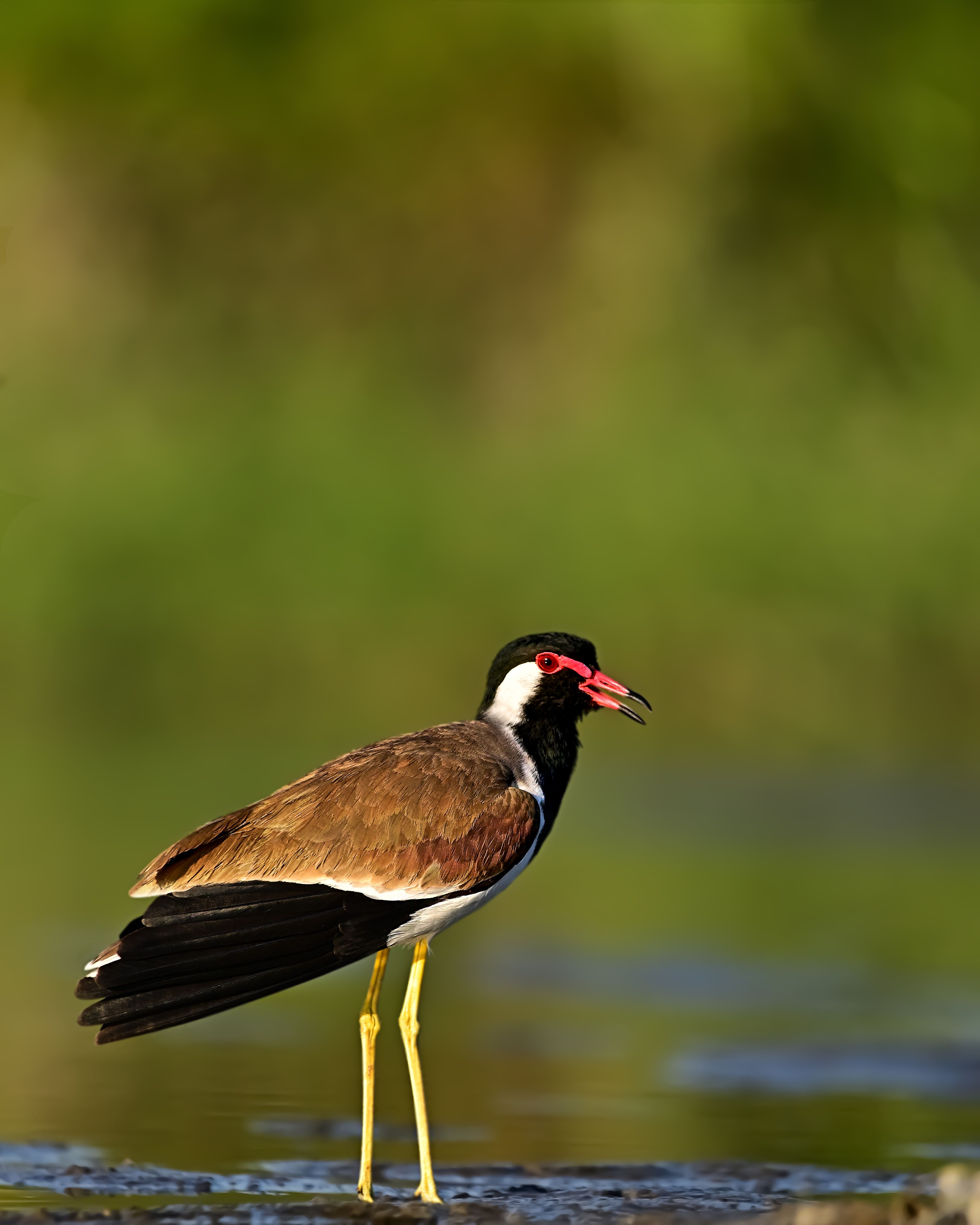 wildlife,animal,birds,bird,nature,Red-wattled lapwing, Pinaki Ghosh