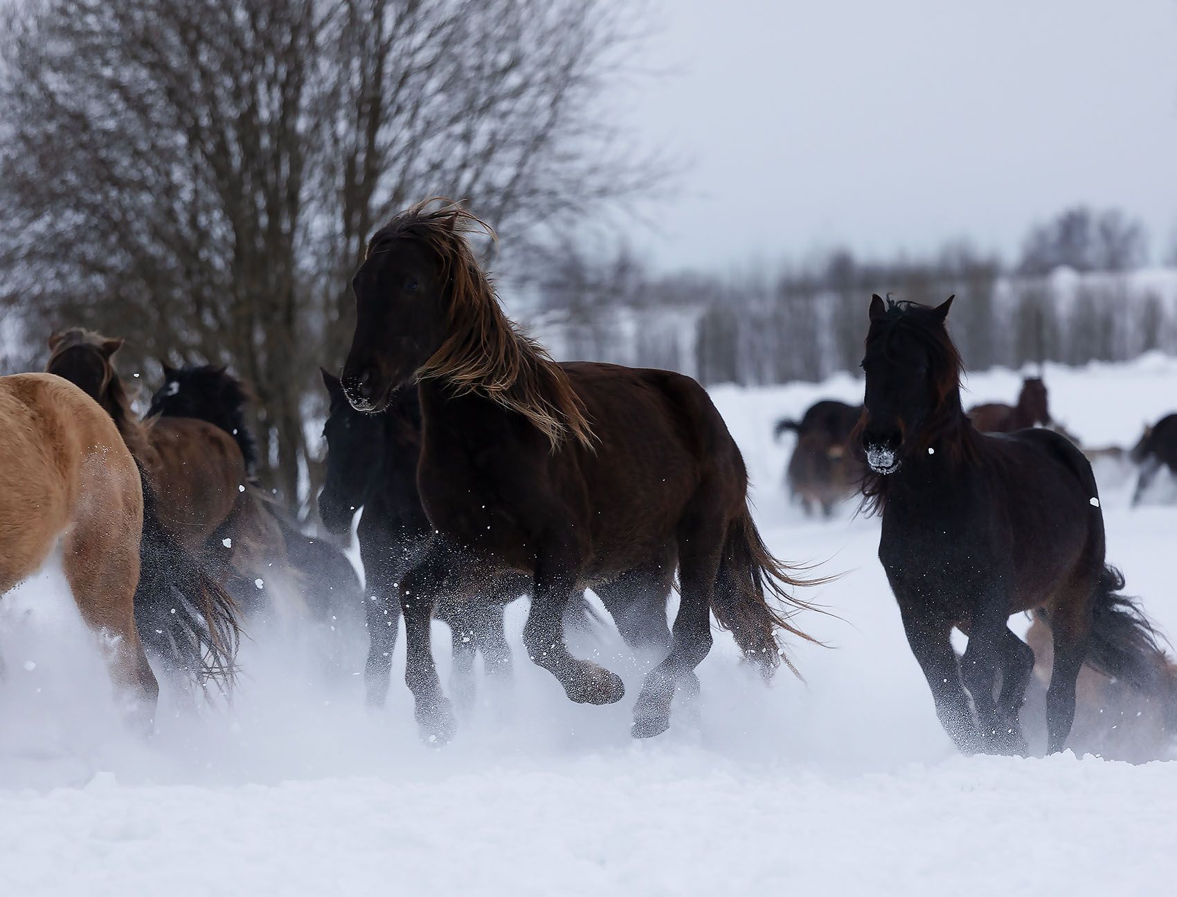 лошади, табун, зима,движение, энергия,красота,свобода, природа, horses,herd, winter, beautiful, movement, freedom, nature, Yulia Stukalova