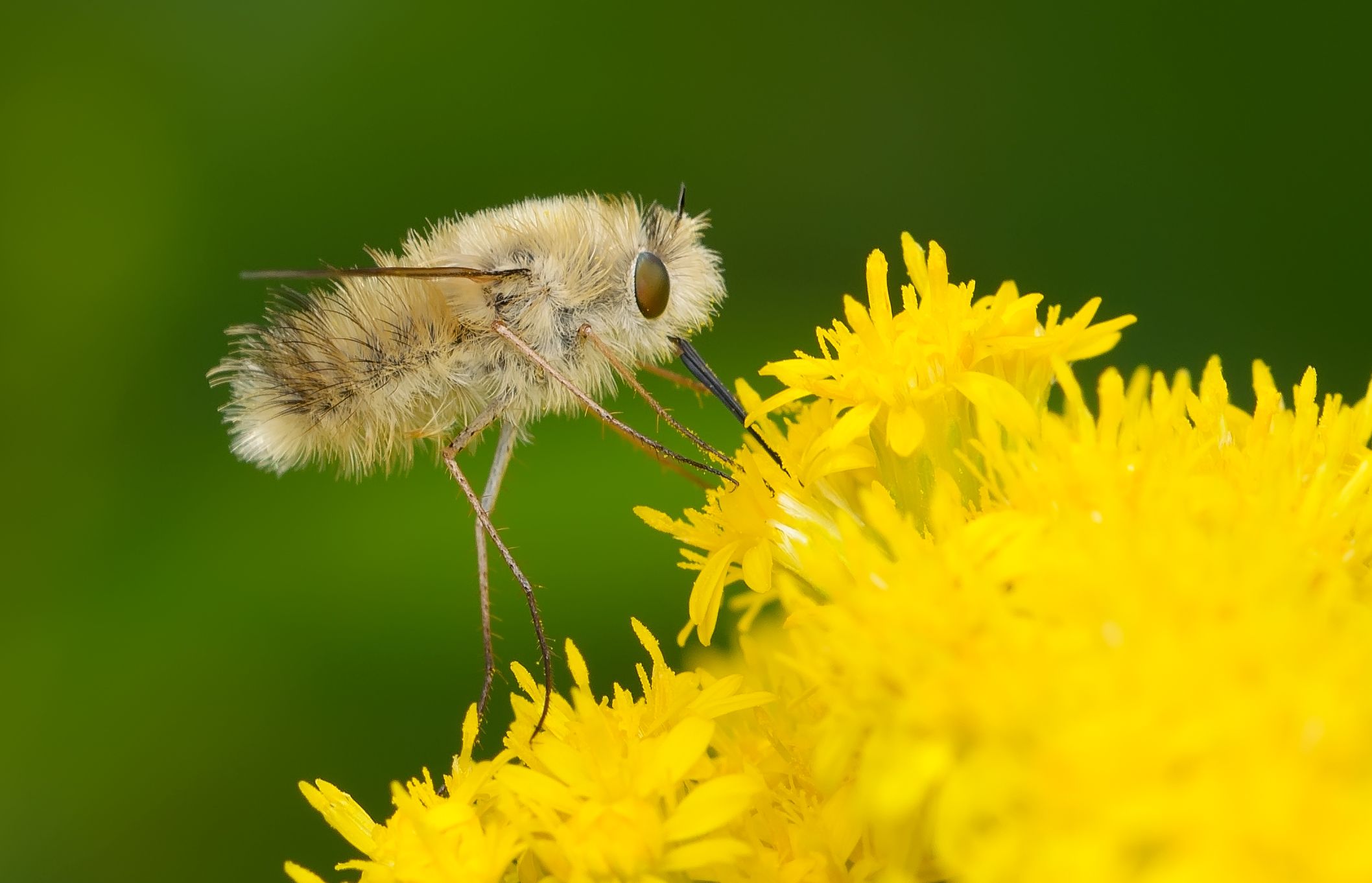 anastoechus, жужжалы, bombyliidae, золотарник, муха, Павел Черенков