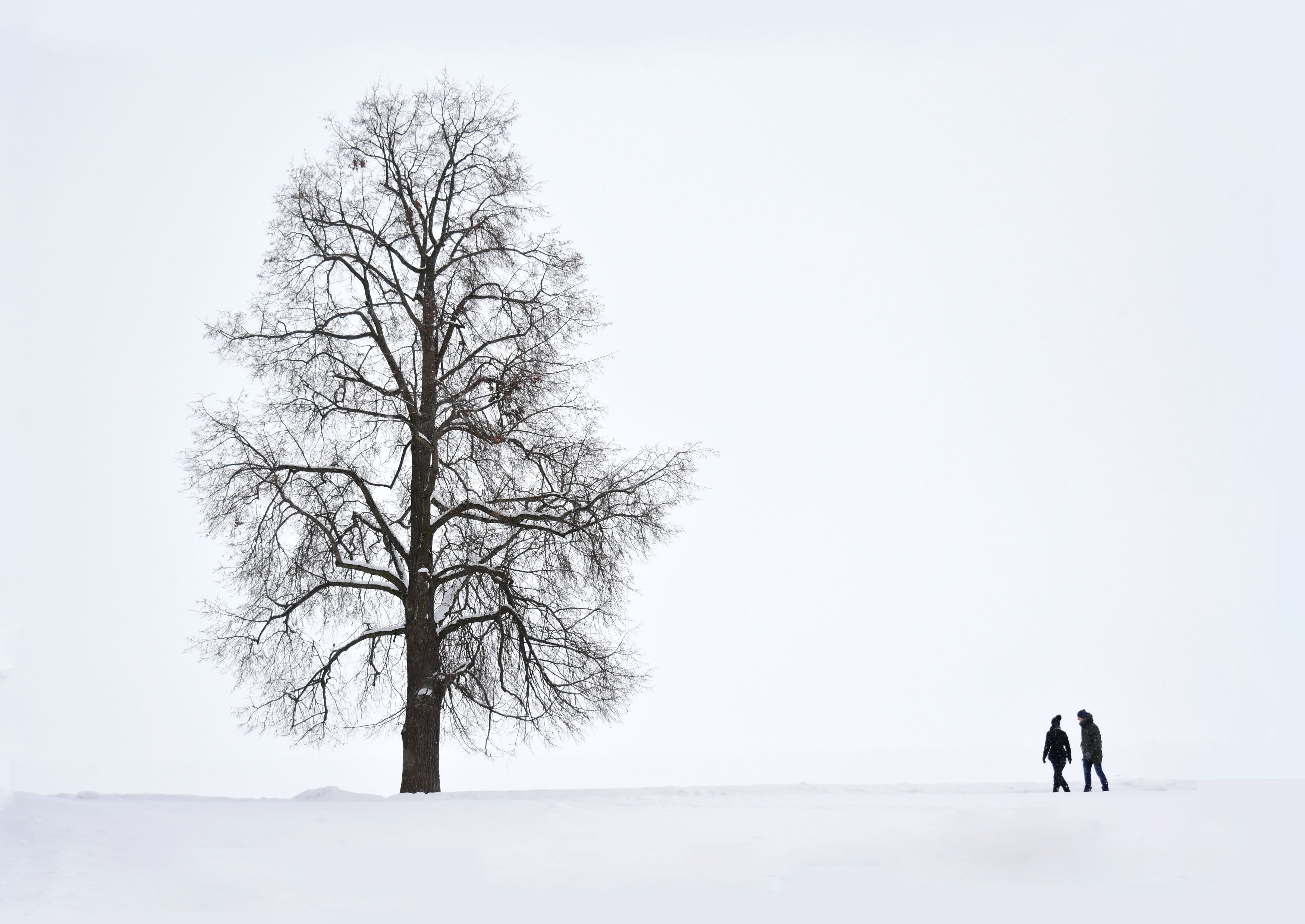 минимализм дерево черно-белое, Рохмистрова Мария