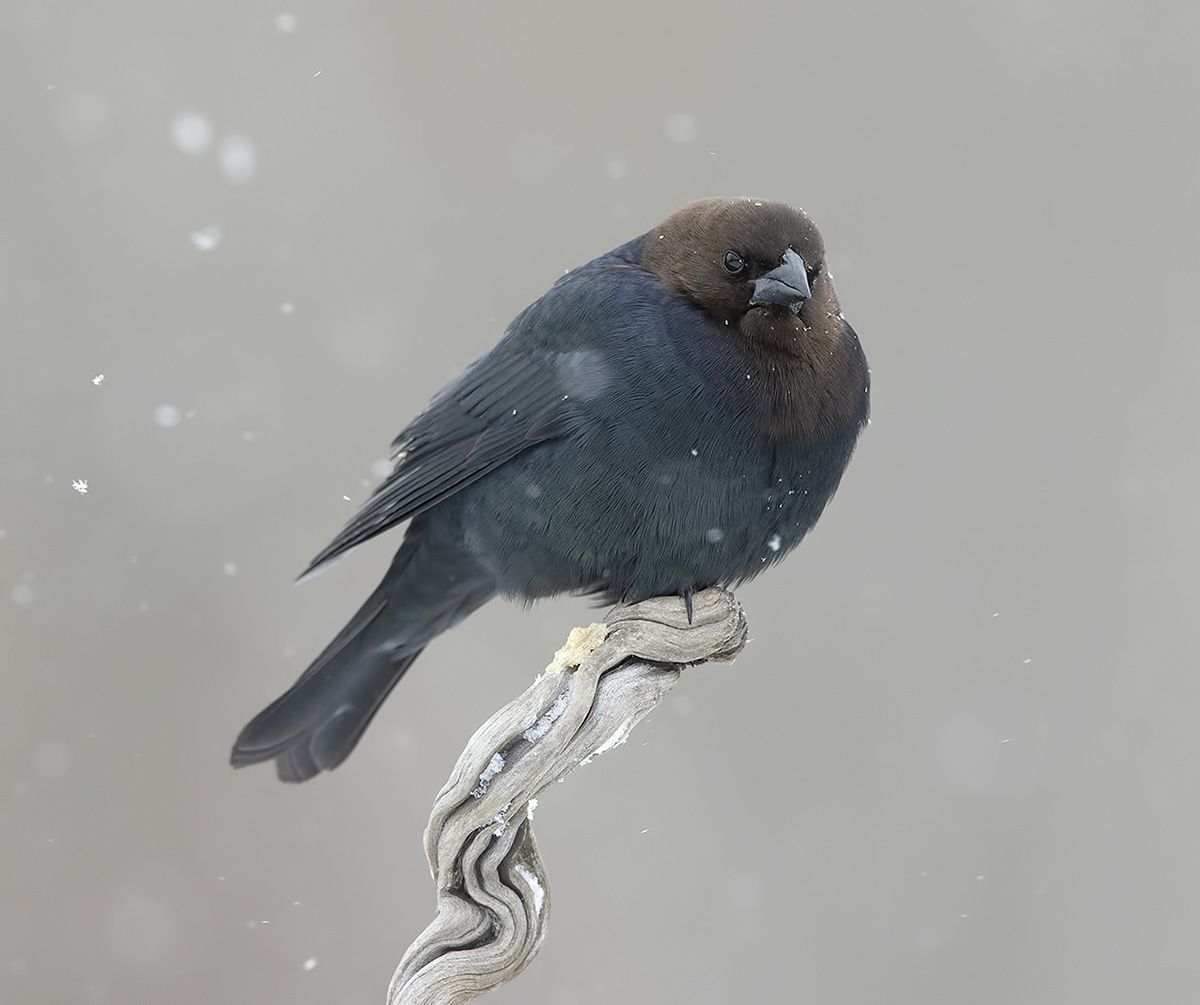 буроголовый коровий трупиал, brown-headed cowbird, трупиал, зима, Etkind Elizabeth