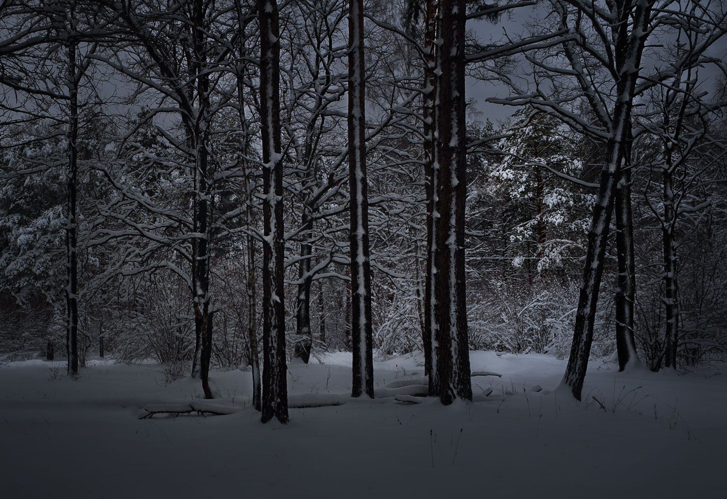лес, свет, утро, природа, Баранов Олег