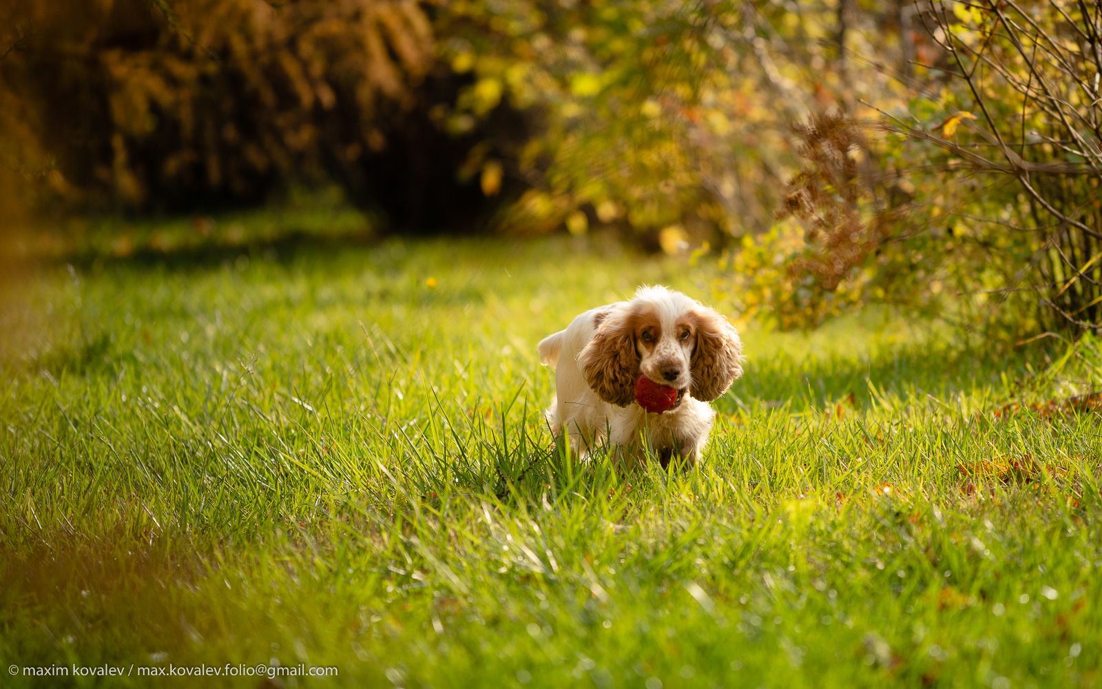 собака, мяч, игра, осень, спаниель, game, dog, autumn, ball, spaniel, Максим Ковалёв