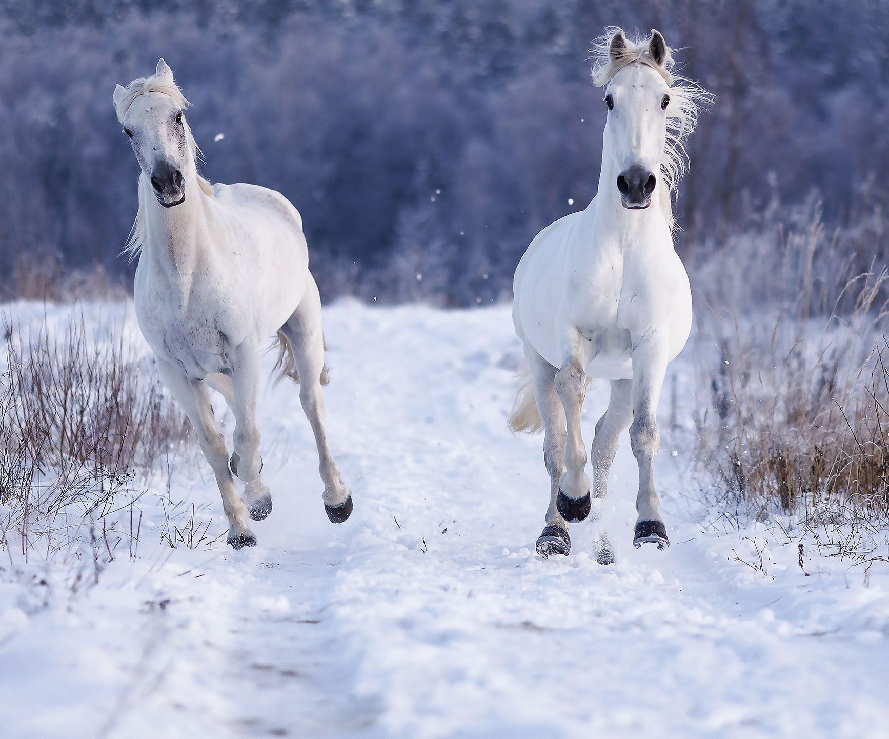 лошади, рысаки,кони, зима,поле,природа, красота, horse, animal, beautiful, winter,field, nature, Yulia Stukalova