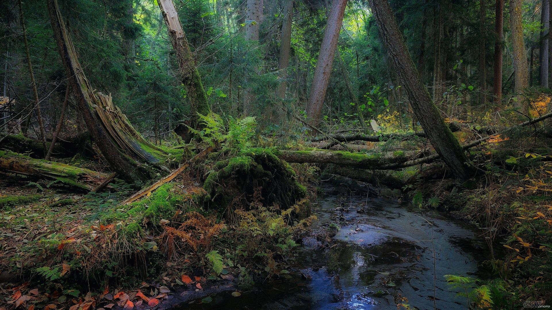 природа пейзаж лес осень деревья бурелом ручей, Serj Master