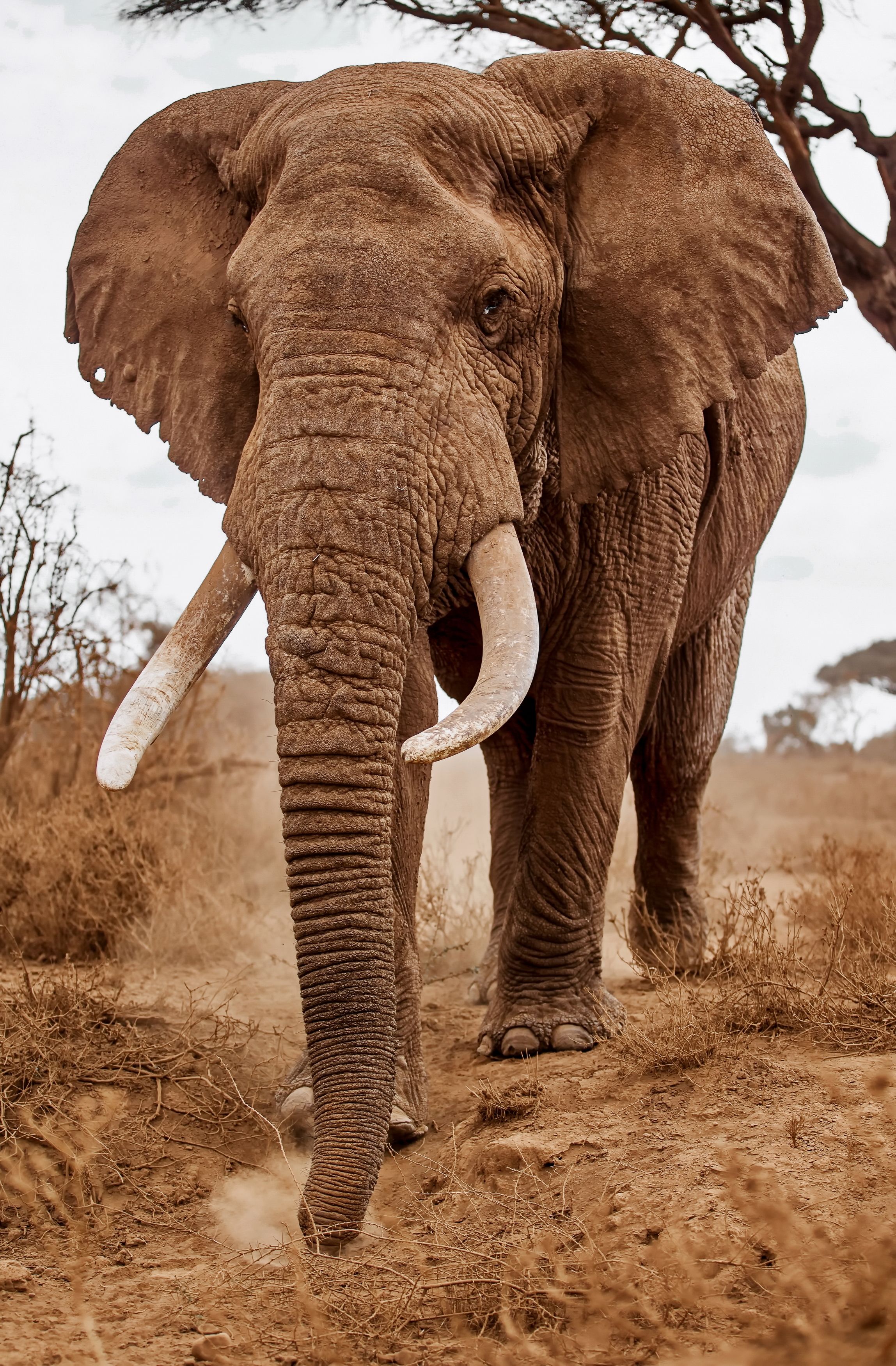 Elephant Kenya Amboseli, Lilia Tkachenko
