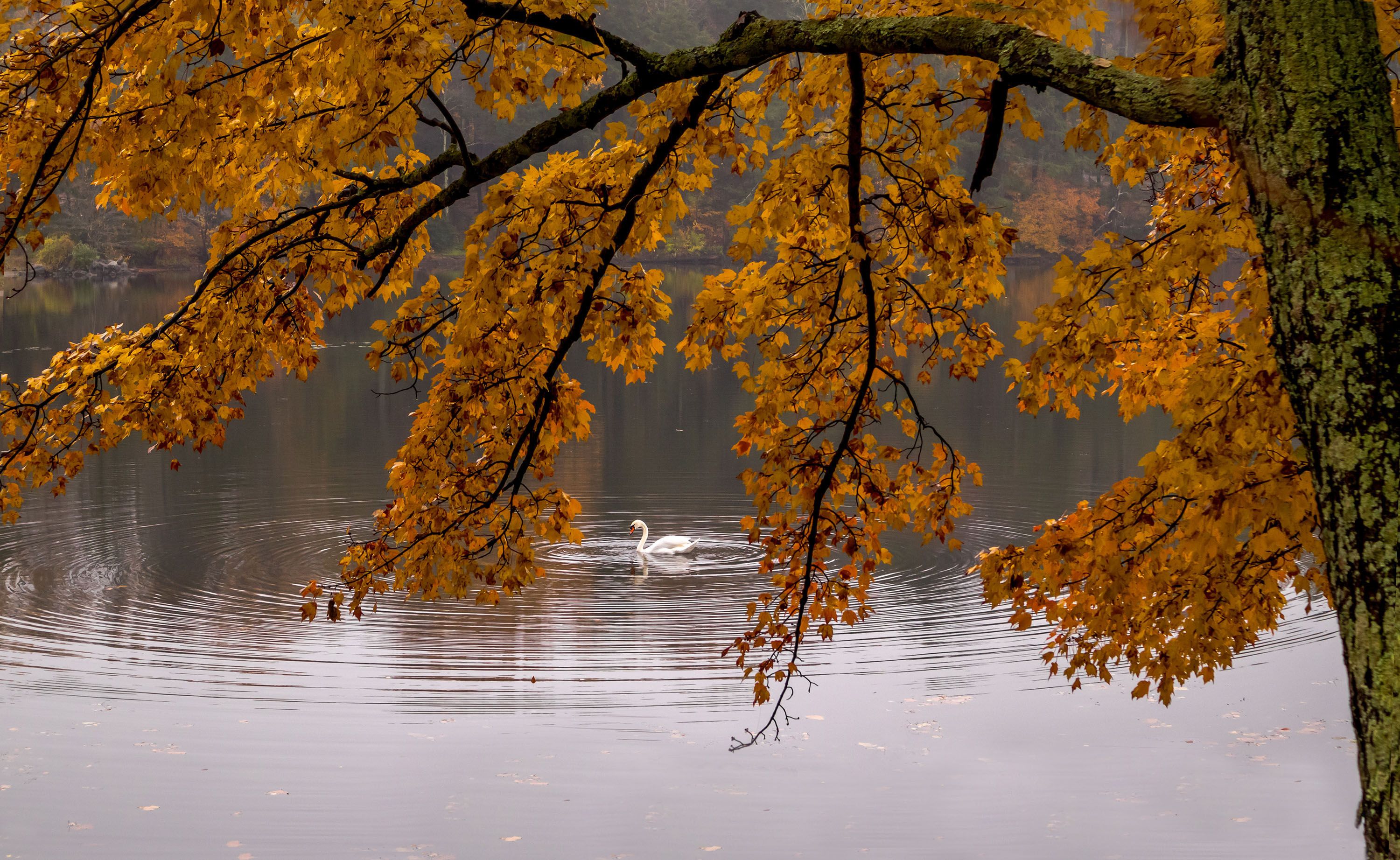 природа,осень,пейзаж,деревья,отражения,озеро,вода,листья, лебедь,птицы,, Антонина Яновска